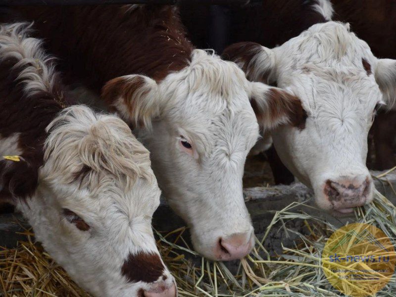 В Новоселицком округе разовьют мясомолочное направление животноводства