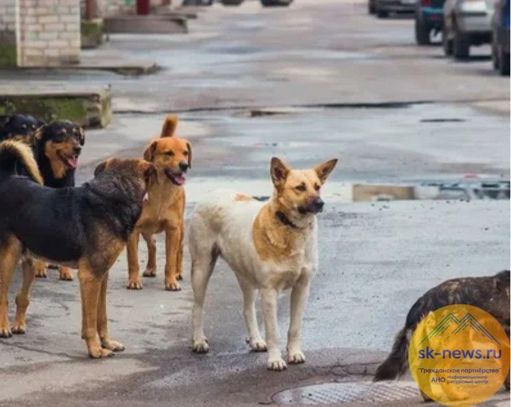 Проект «Территория без брошенных животных» запускает Кочубеевский округ Ставрополья