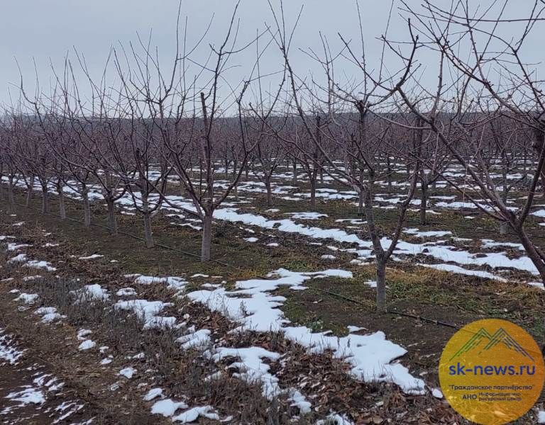 Садоводы Ставрополья в этом году в виде господдержки получат более 528 млн рублей