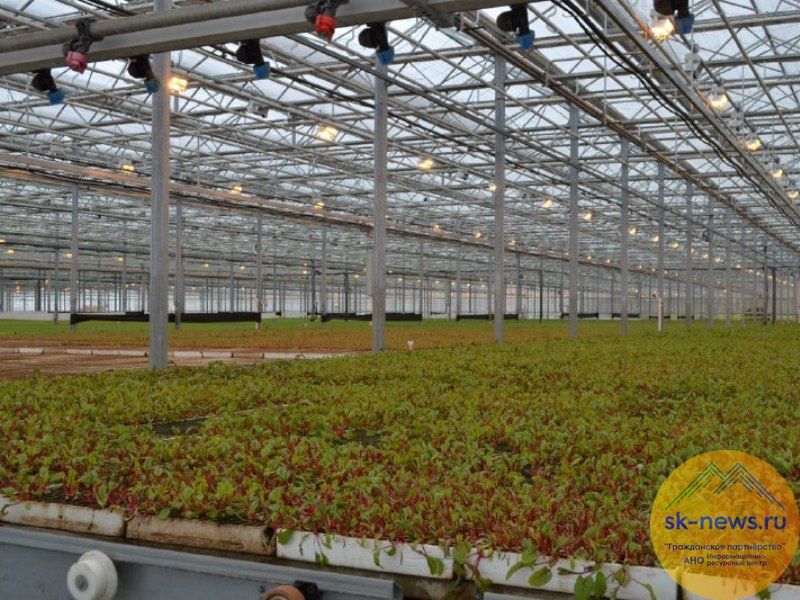 В тепличном хозяйстве Предгорья собрали более 265 тонн айсберга, рукколы и другой зелени