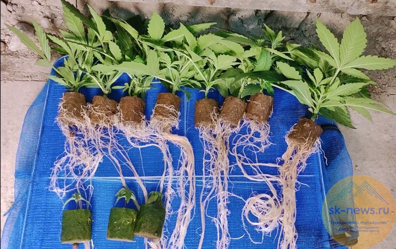 Конопляный цех в гараже: четверо нальчан вырастили и приготовили к продаже больше 1,6 кг марихуаны