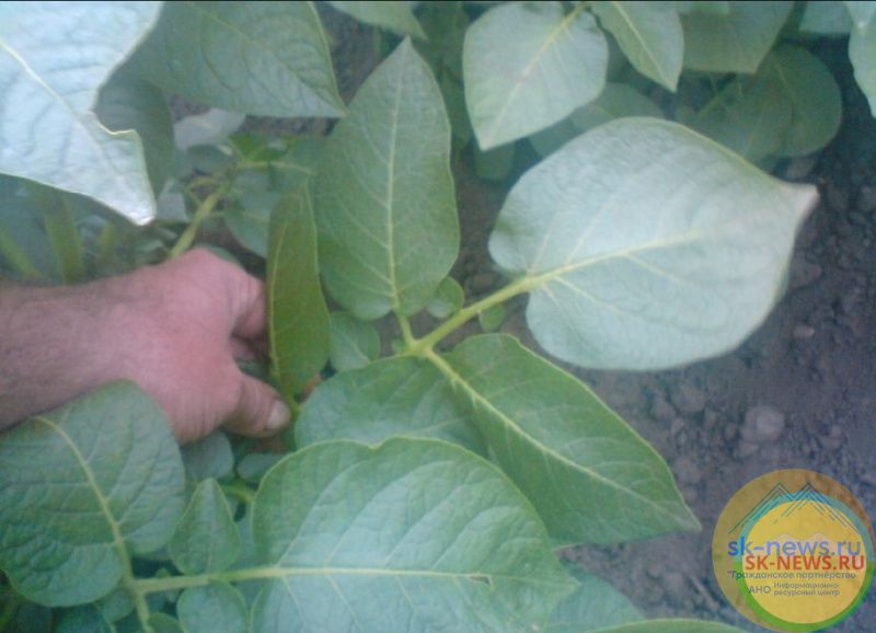 Что такое микробные биопрепараты СТИМИКС и как они различаются?