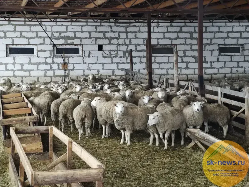 На Ставрополье в зимовку вошло более 275 тысяч голов крупного рогатого скота