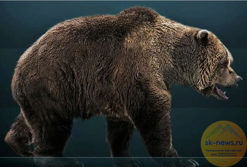 Уракан с Кавказа: На Ставрополье нашли останки гигантского медведя-хищника, родственника панды