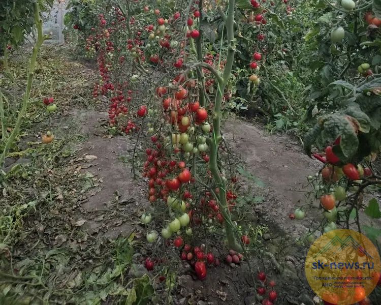 Грант помог фермеру из Новоселицкого округа собрать урожай в более 1 тонны тепличных томатов