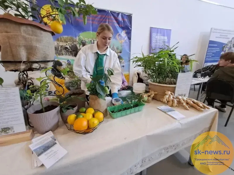 На Ставрополье заработала инновационная Единая профориентационная витрина