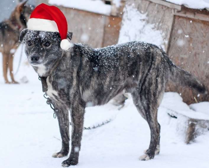 тигран2.jpg тигран2.jpg