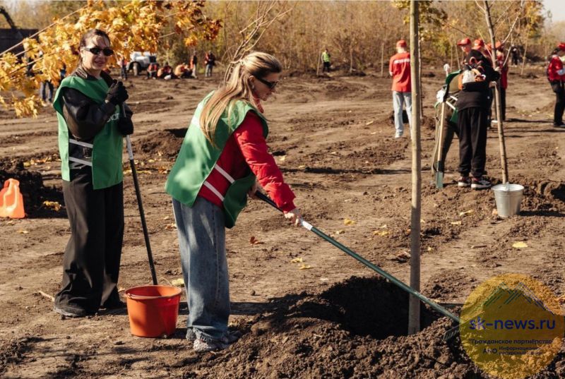 Более 130 семинаров на Ставрополье и 211 деревьев в Крыму: как 4000 волонтёров Сбера меняют жизнь в регионах