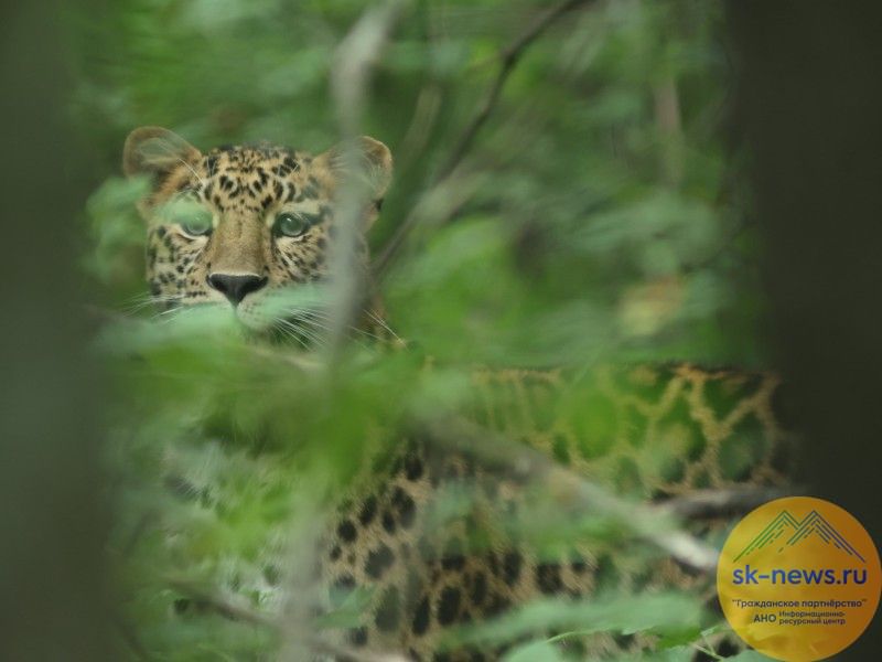 ВТБ выбирает имя для третьего котёнка дальневосточного леопарда